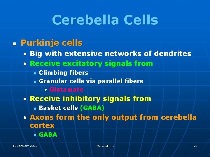 Cerebella Cells n Purkinje cells • Big with extensive networks of dendrites • Receive