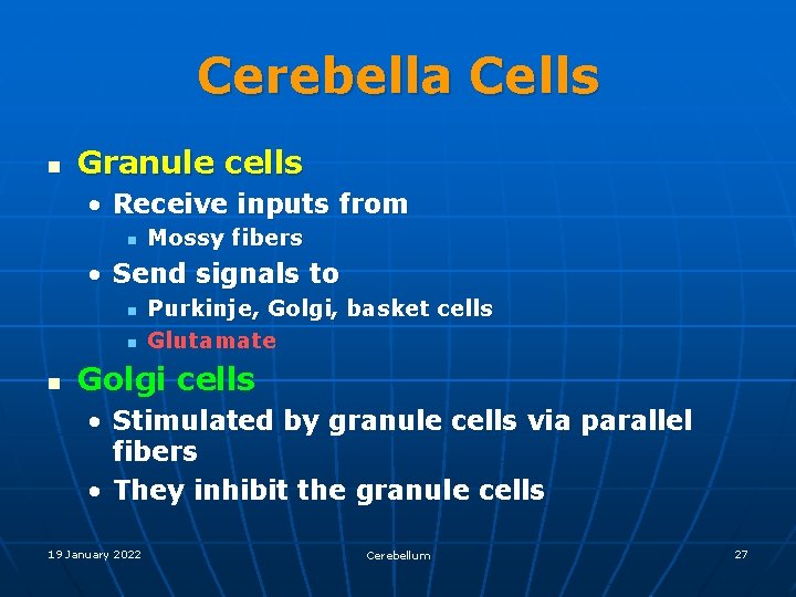 Cerebella Cells n Granule cells • Receive inputs from n Mossy fibers • Send