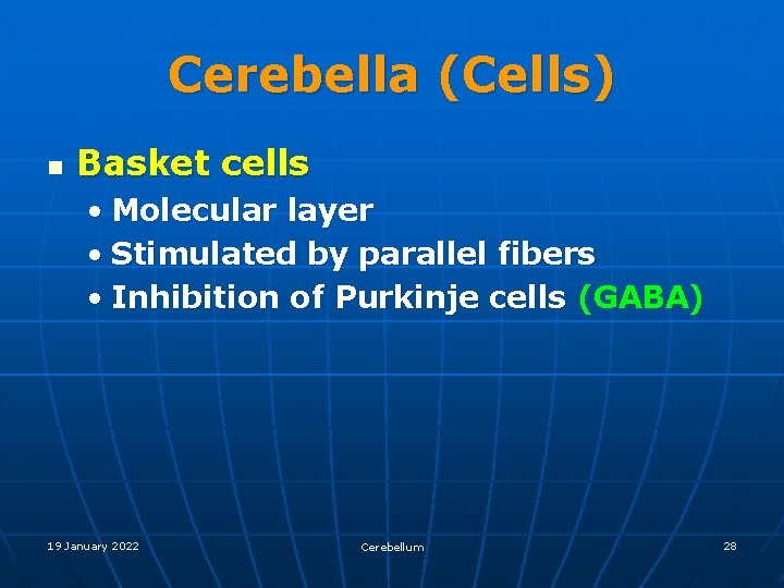 Cerebella (Cells) n Basket cells • Molecular layer • Stimulated by parallel fibers •