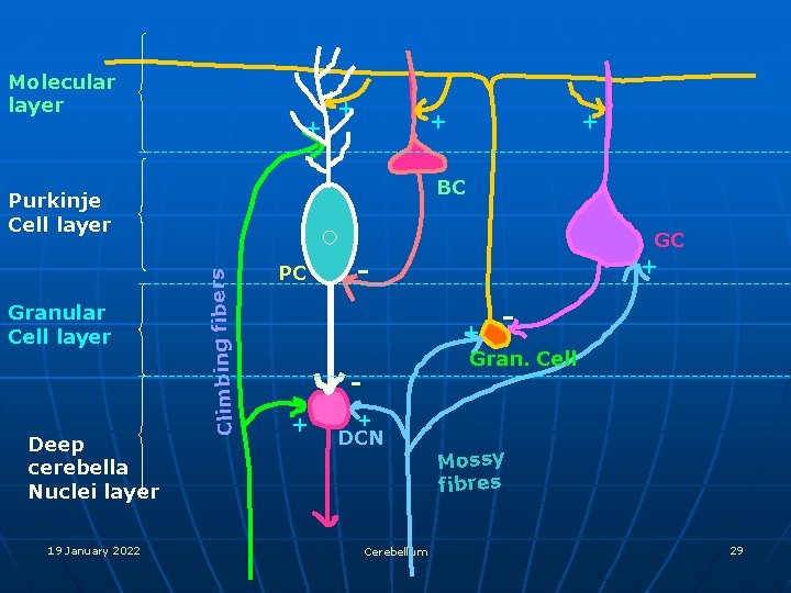 Molecular layer + + + BC Deep cerebella Nuclei layer 19 January 2022 Climbing