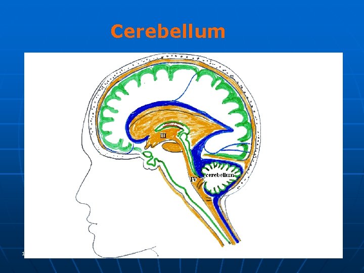 Cerebellum 19 January 2022 Cerebellum 3 
