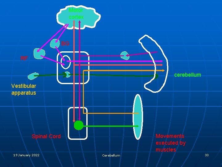 Motor cortex BG RF cerebellum Vestibular apparatus Movements executed by muscles Spinal Cord 19
