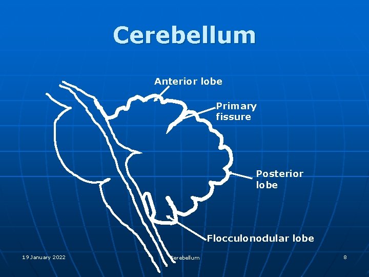 Cerebellum Anterior lobe Primary fissure Posterior lobe Flocculonodular lobe 19 January 2022 Cerebellum 8