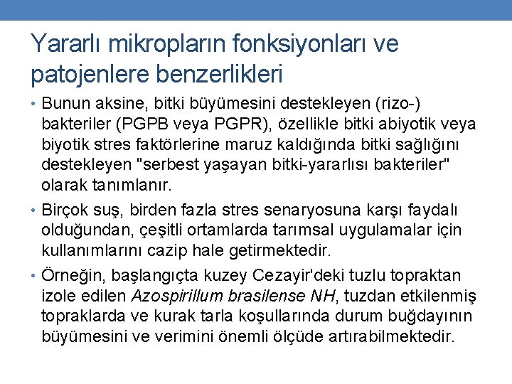 Yararlı mikropların fonksiyonları ve patojenlere benzerlikleri • Bunun aksine, bitki büyümesini destekleyen (rizo-) bakteriler