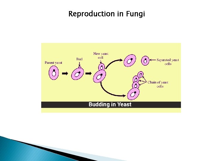 Reproduction in Fungi 