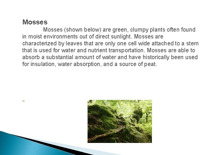 Mosses (shown below) are green, clumpy plants often found in moist environments out of