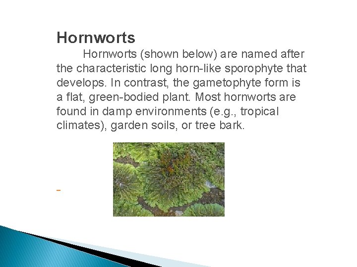 Hornworts (shown below) are named after the characteristic long horn-like sporophyte that develops. In