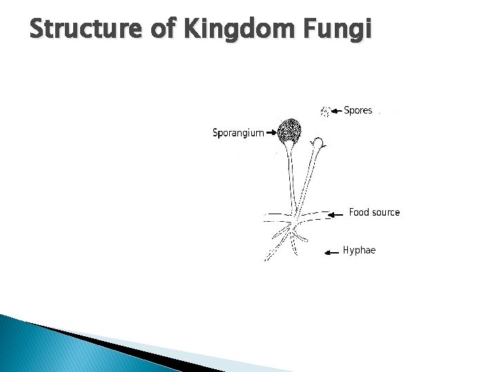 Structure of Kingdom Fungi 