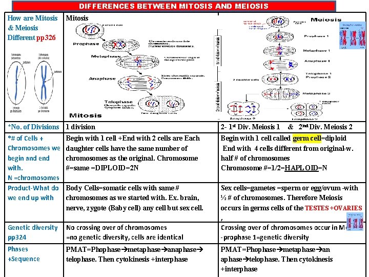 DIFFERENCES BETWEEN MITOSIS AND MEIOSIS How are Mitosis & Meiosis Different pp 326 Mitosis