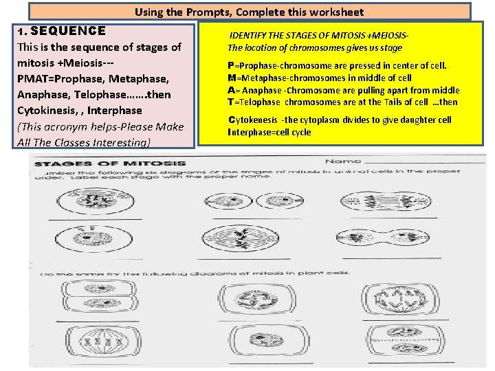 Using the Prompts, Complete this worksheet SEQUENCE This is the sequence of stages of