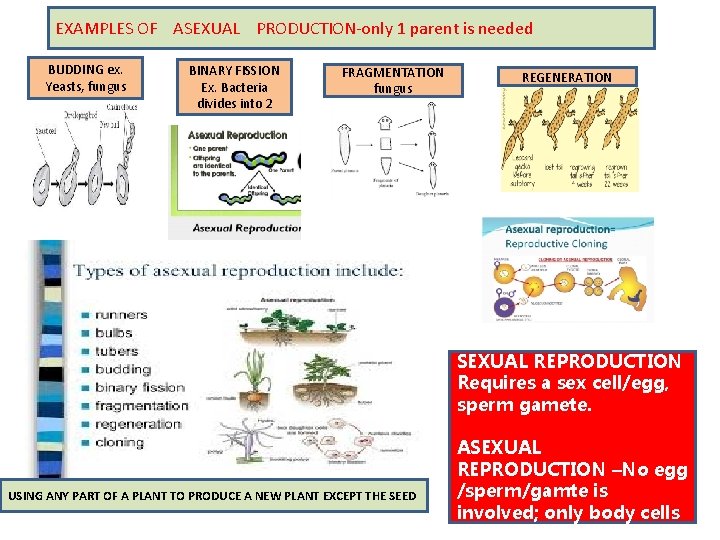 EXAMPLES OF ASEXUAL PRODUCTION-only 1 parent is needed BUDDING ex. Yeasts, fungus BINARY FISSION