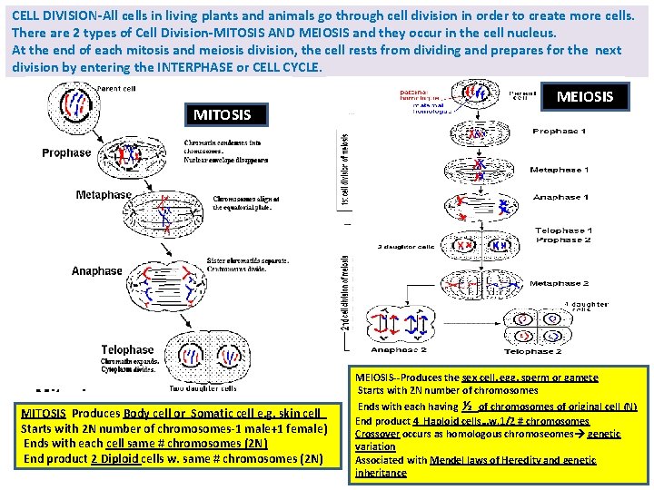 CELL DIVISION-All cells in living plants and animals go through cell division in order