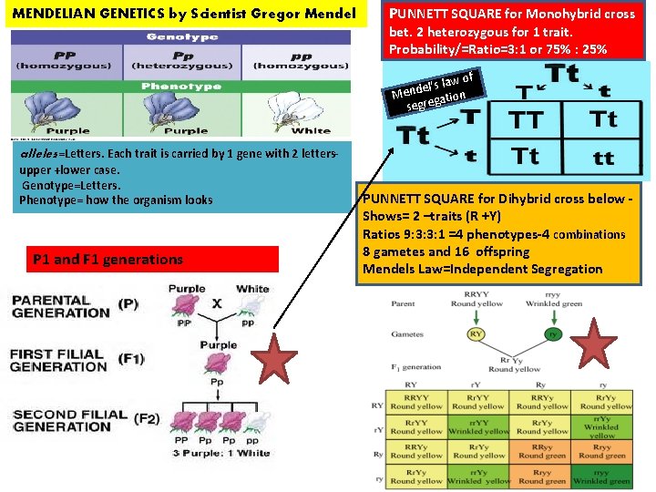 MENDELIAN GENETICS by Scientist Gregor Mendel PUNNETT SQUARE for Monohybrid cross bet. 2 heterozygous