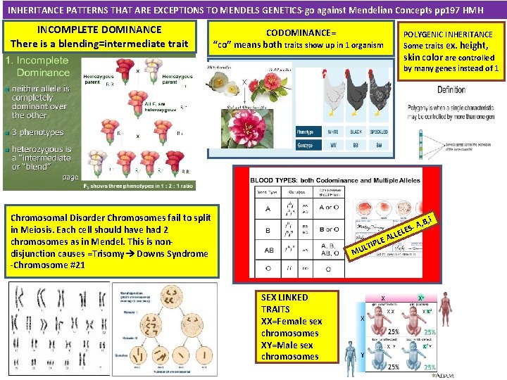 INHERITANCE PATTERNS THAT ARE EXCEPTIONS TO MENDELS GENETICS-go against Mendelian Concepts pp 197 HMH