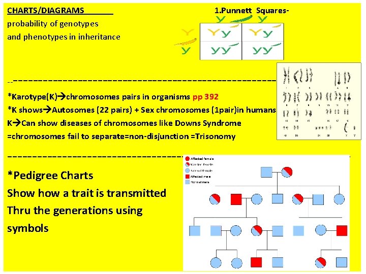 CHARTS/DIAGRAMS probability of genotypes and phenotypes in inheritance -- 1. Punnett Squares- ---------------------------------- *Karotype(K)