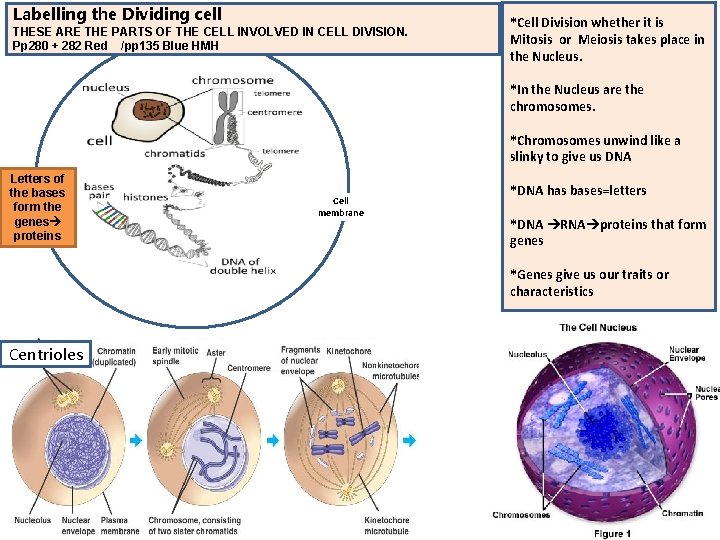 Labelling the Dividing cell THESE ARE THE PARTS OF THE CELL INVOLVED IN CELL