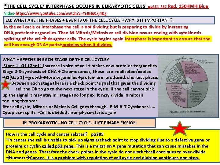 *THE CELL CYCLE/ INTERPHASE OCCURS IN EUKARYOTIC CELLS pp 281 -282 Red. 130 HMH
