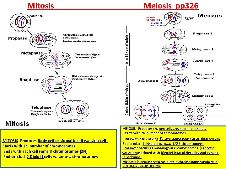 Mitosis Meiosis pp 326 MEIOSIS--Produces the sex cell, egg, sperm or gamete Starts with