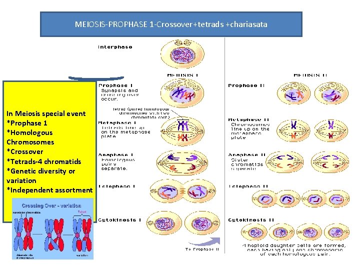 MEIOSIS-PROPHASE 1 -Crossover+tetrads +chariasata In Meiosis special event *Prophase 1 *Homologous Chromosomes *Crossover *Tetrads-4