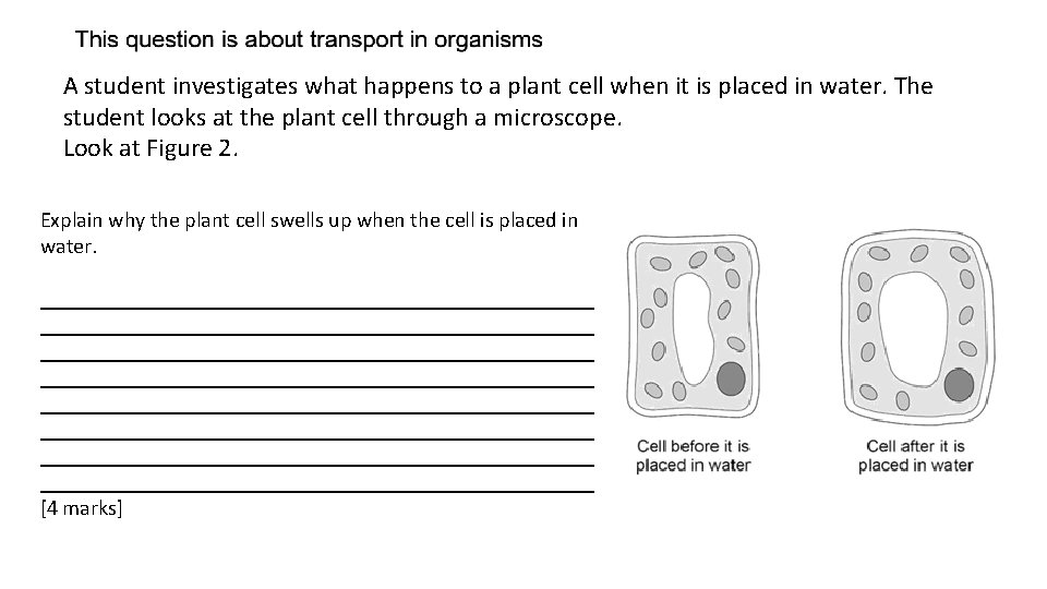 A student investigates what happens to a plant cell when it is placed in