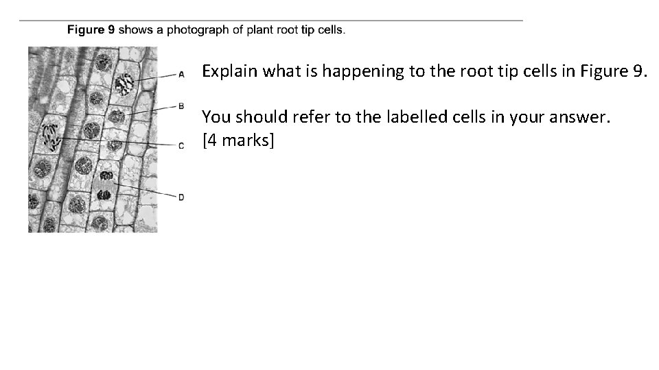 Explain what is happening to the root tip cells in Figure 9. You should