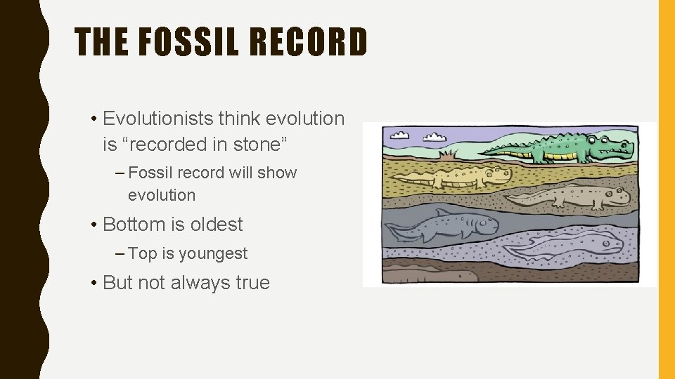 THE FOSSIL RECORD • Evolutionists think evolution is “recorded in stone” – Fossil record