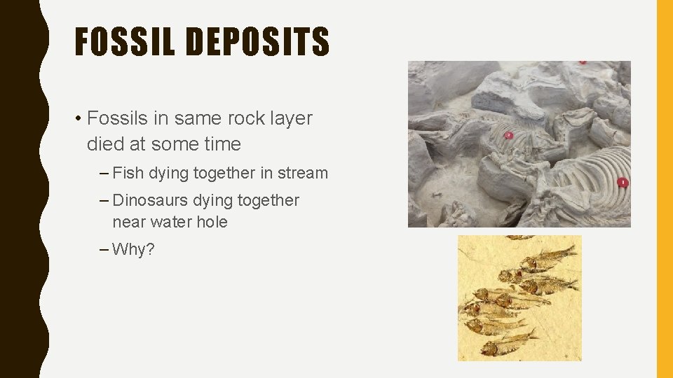 FOSSIL DEPOSITS • Fossils in same rock layer died at some time – Fish