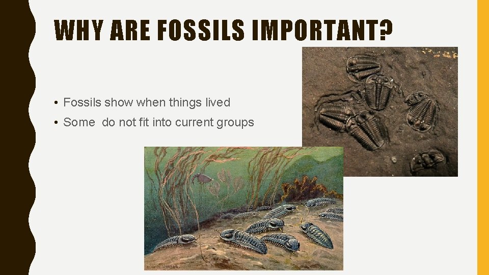 WHY ARE FOSSILS IMPORTANT? • Fossils show when things lived • Some do not