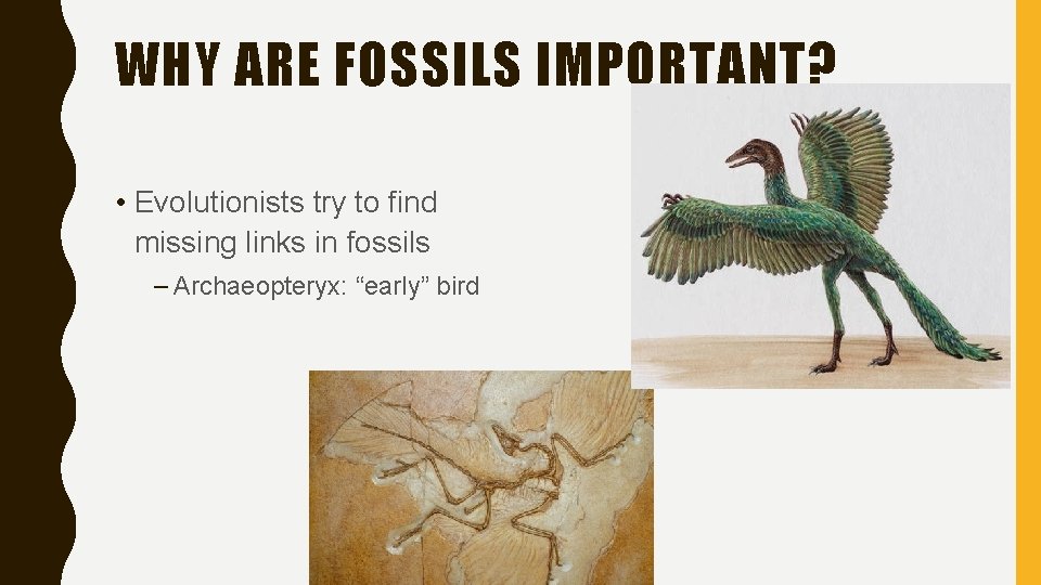 WHY ARE FOSSILS IMPORTANT? • Evolutionists try to find missing links in fossils –
