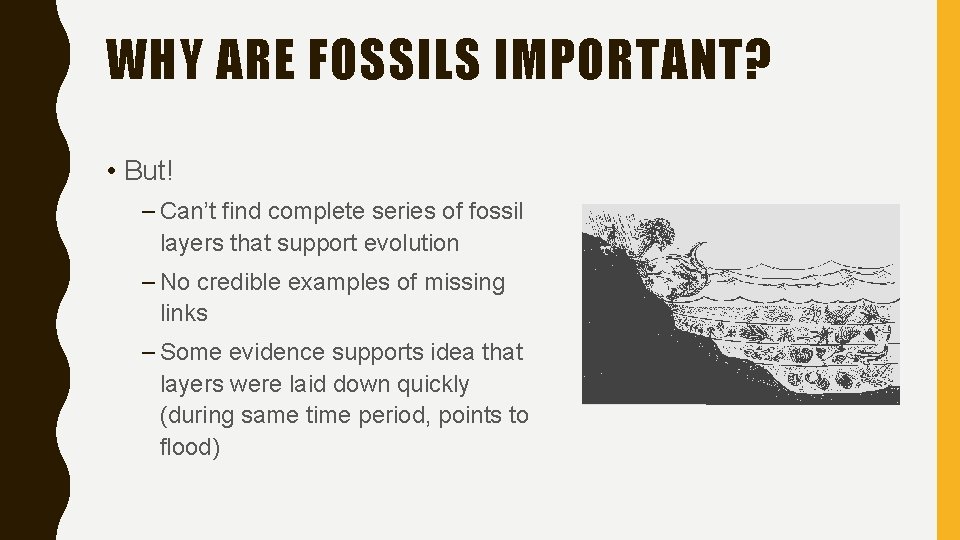 WHY ARE FOSSILS IMPORTANT? • But! – Can’t find complete series of fossil layers