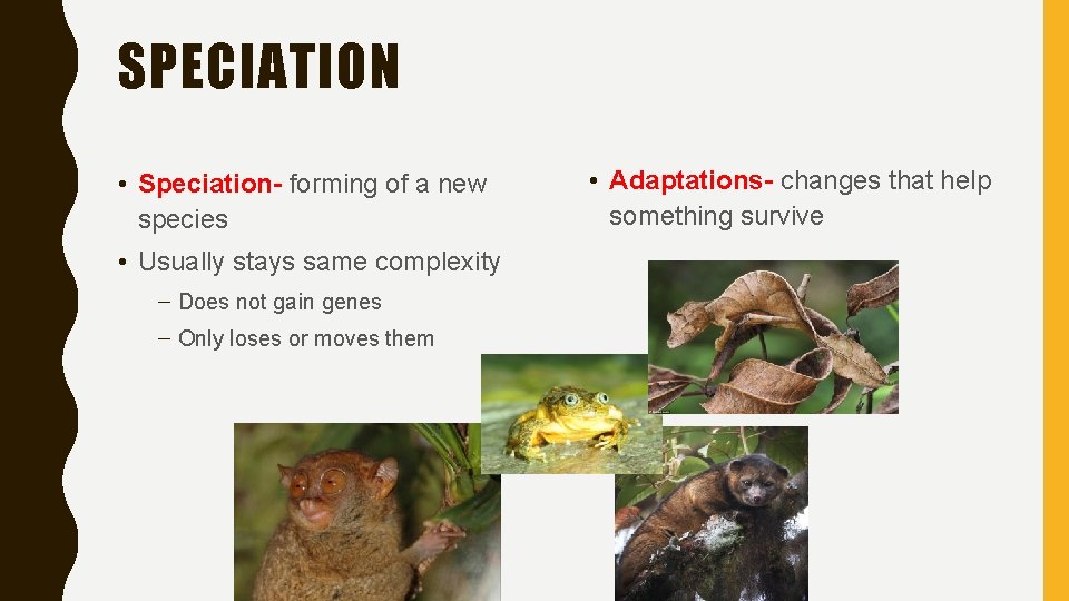 SPECIATION • Speciation- forming of a new species • Usually stays same complexity –