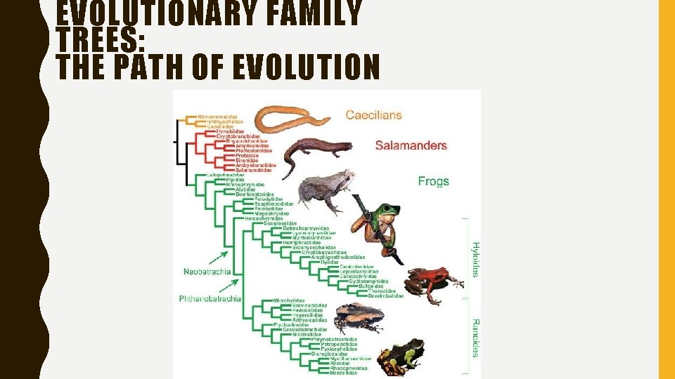 EVOLUTIONARY FAMILY TREES: THE PATH OF EVOLUTION 
