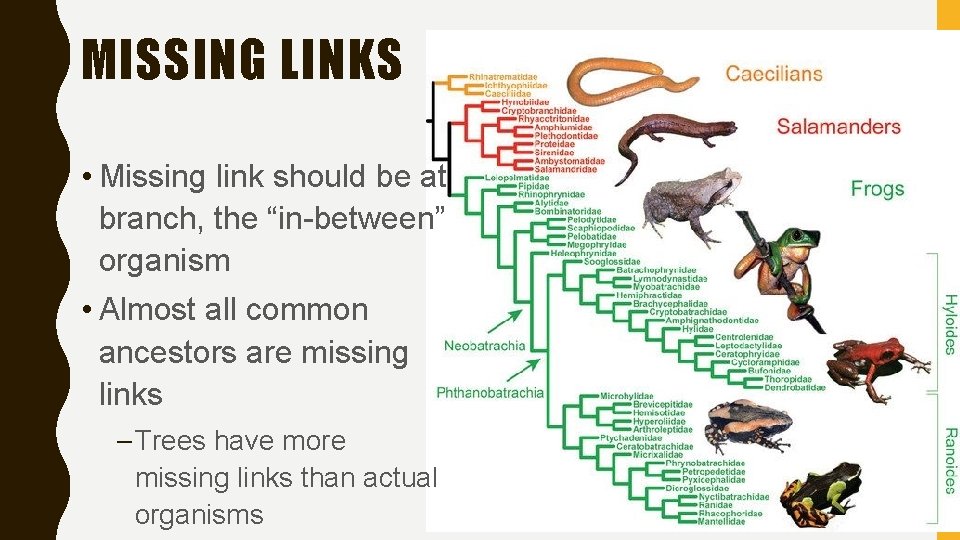 MISSING LINKS • Missing link should be at branch, the “in-between” organism • Almost