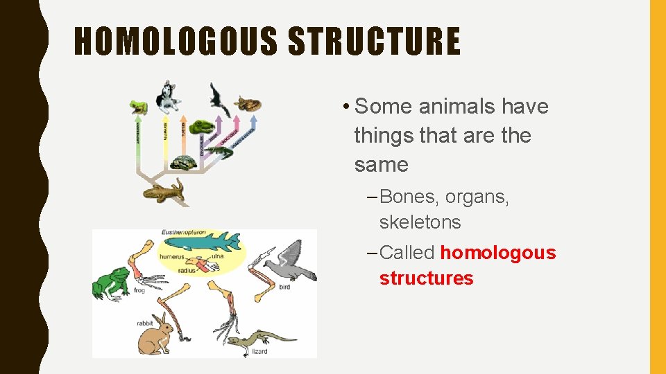 HOMOLOGOUS STRUCTURE • Some animals have things that are the same – Bones, organs,