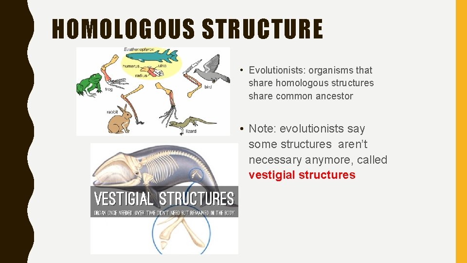 HOMOLOGOUS STRUCTURE • Evolutionists: organisms that share homologous structures share common ancestor • Note: