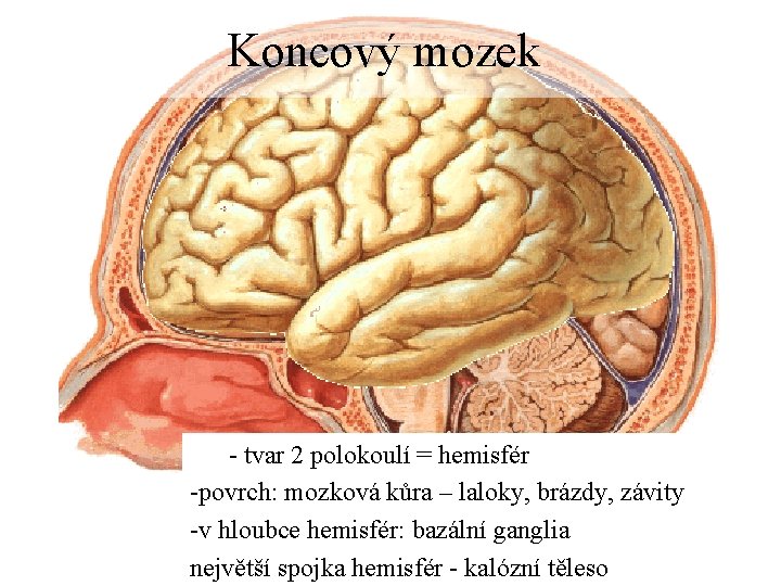 Koncový mozek - tvar 2 polokoulí = hemisfér -povrch: mozková kůra – laloky, brázdy,
