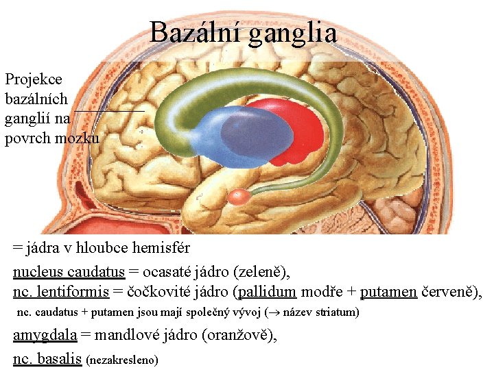 Bazální ganglia Projekce bazálních ganglií na povrch mozku = jádra v hloubce hemisfér nucleus