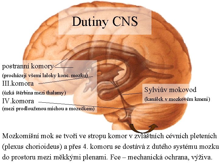 Dutiny CNS postranní komory (procházejí všemi laloky konc. mozku) III. komora (úzká štěrbina mezi