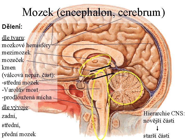 Mozek (encephalon, cerebrum) Dělení: dle tvaru: mozkové hemisféry mezimozek mozeček kmen (válcová nepár. část):