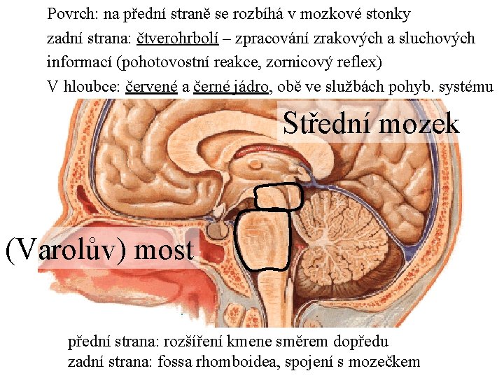 Povrch: na přední straně se rozbíhá v mozkové stonky zadní strana: čtverohrbolí – zpracování