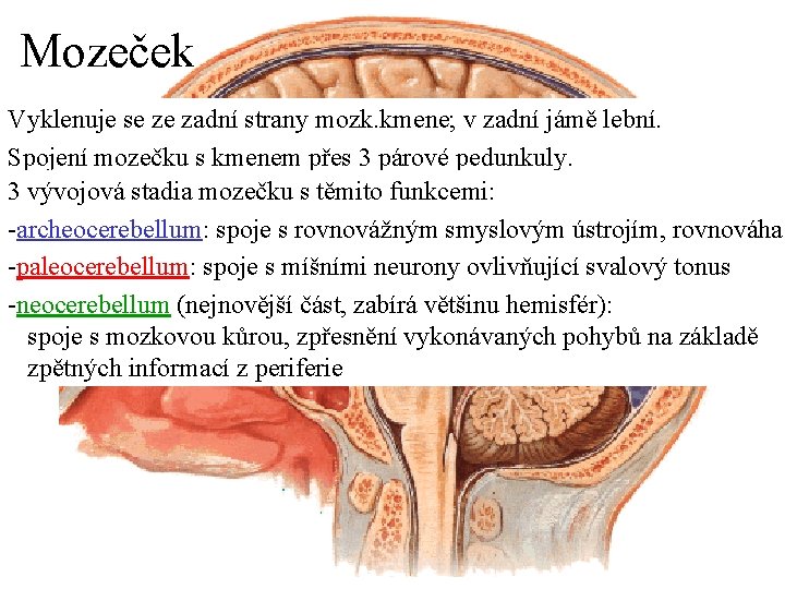 Mozeček Vyklenuje se ze zadní strany mozk. kmene; v zadní jámě lební. Spojení mozečku