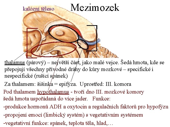 kalózní těleso Mezimozek mozeček thalamus (párový) – největší část, jako malé vejce. Šedá hmota,