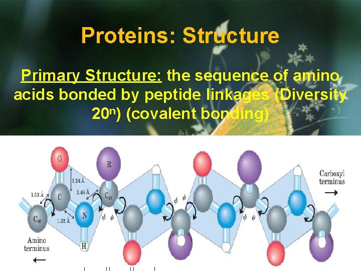 Proteins: Structure Primary Structure: the sequence of amino acids bonded by peptide linkages (Diversity