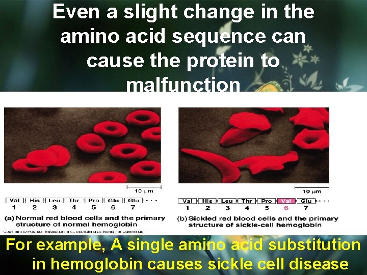 Even a slight change in the amino acid sequence can cause the protein to