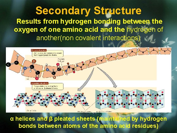 Secondary Structure Results from hydrogen bonding between the oxygen of one amino acid and