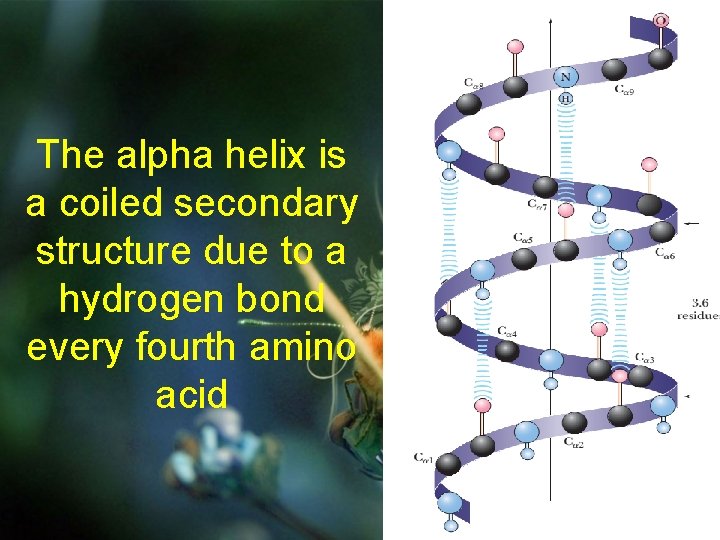 The alpha helix is a coiled secondary structure due to a hydrogen bond every