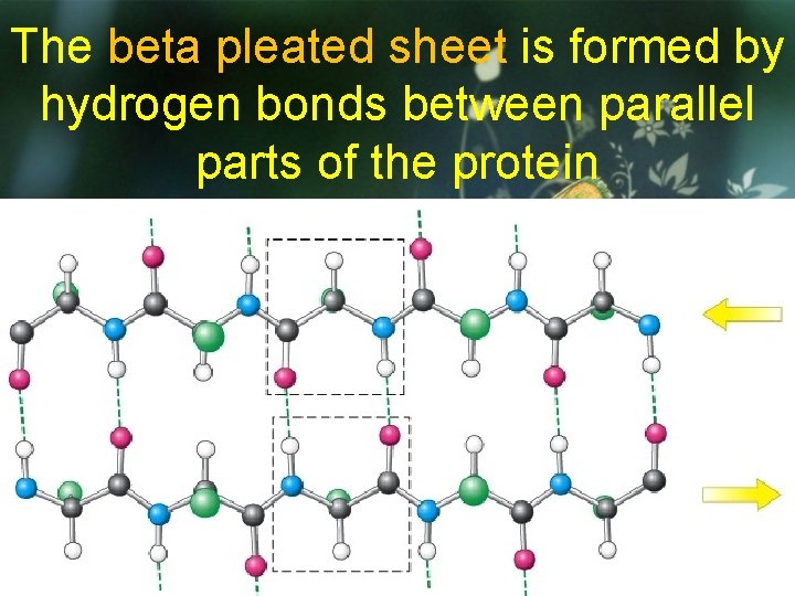The beta pleated sheet is formed by hydrogen bonds between parallel parts of the
