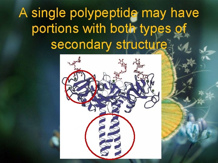 A single polypeptide may have portions with both types of secondary structure 