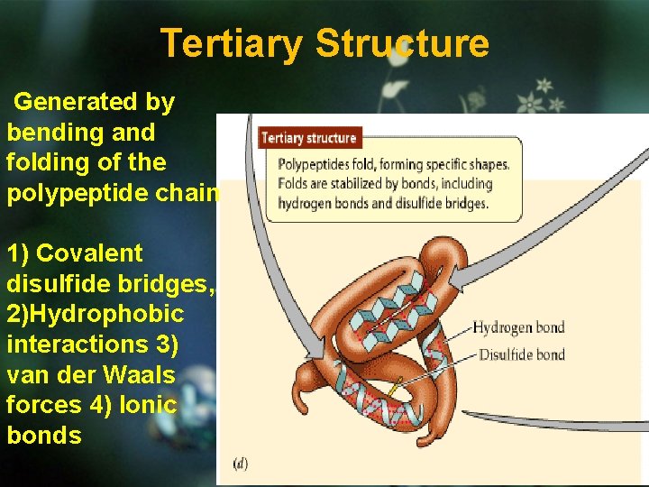 Tertiary Structure Generated by bending and folding of the polypeptide chain 1) Covalent disulfide