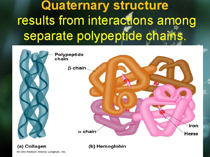 Quaternary structure results from interactions among separate polypeptide chains. 